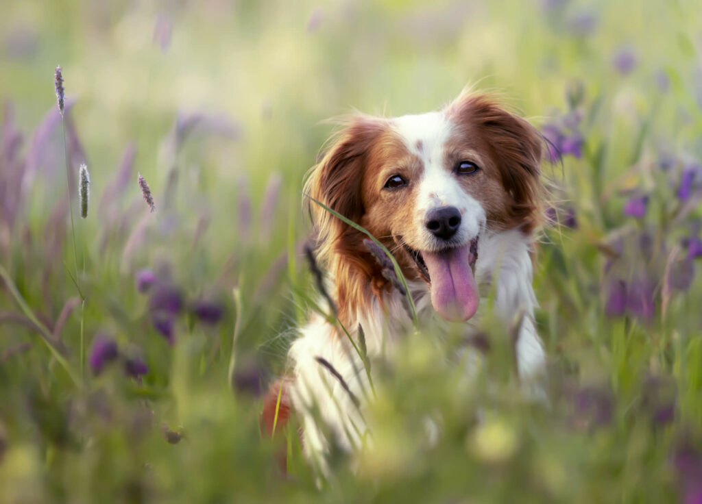 adorable perro entre las flores