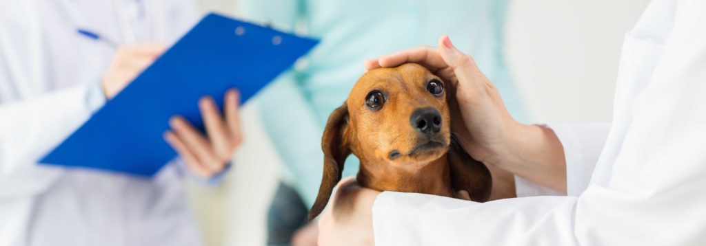 servicios veterinarios perros en Sabadell